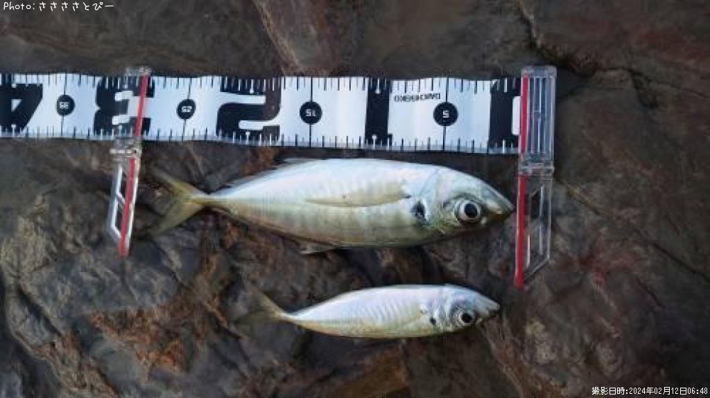 ���������ޥ�