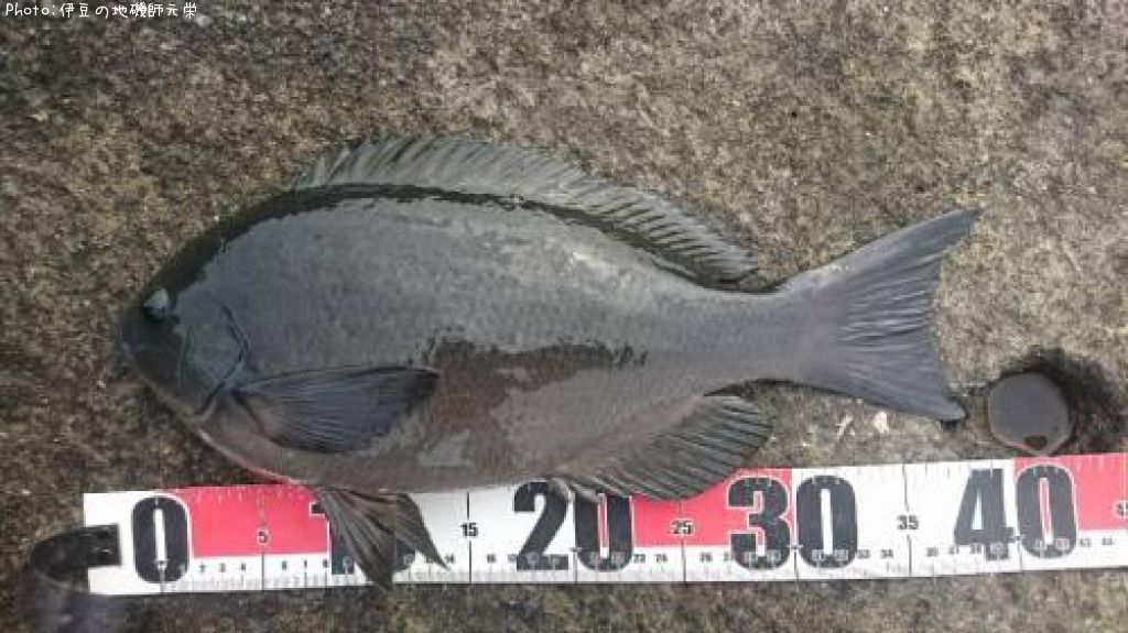 �����᥸��