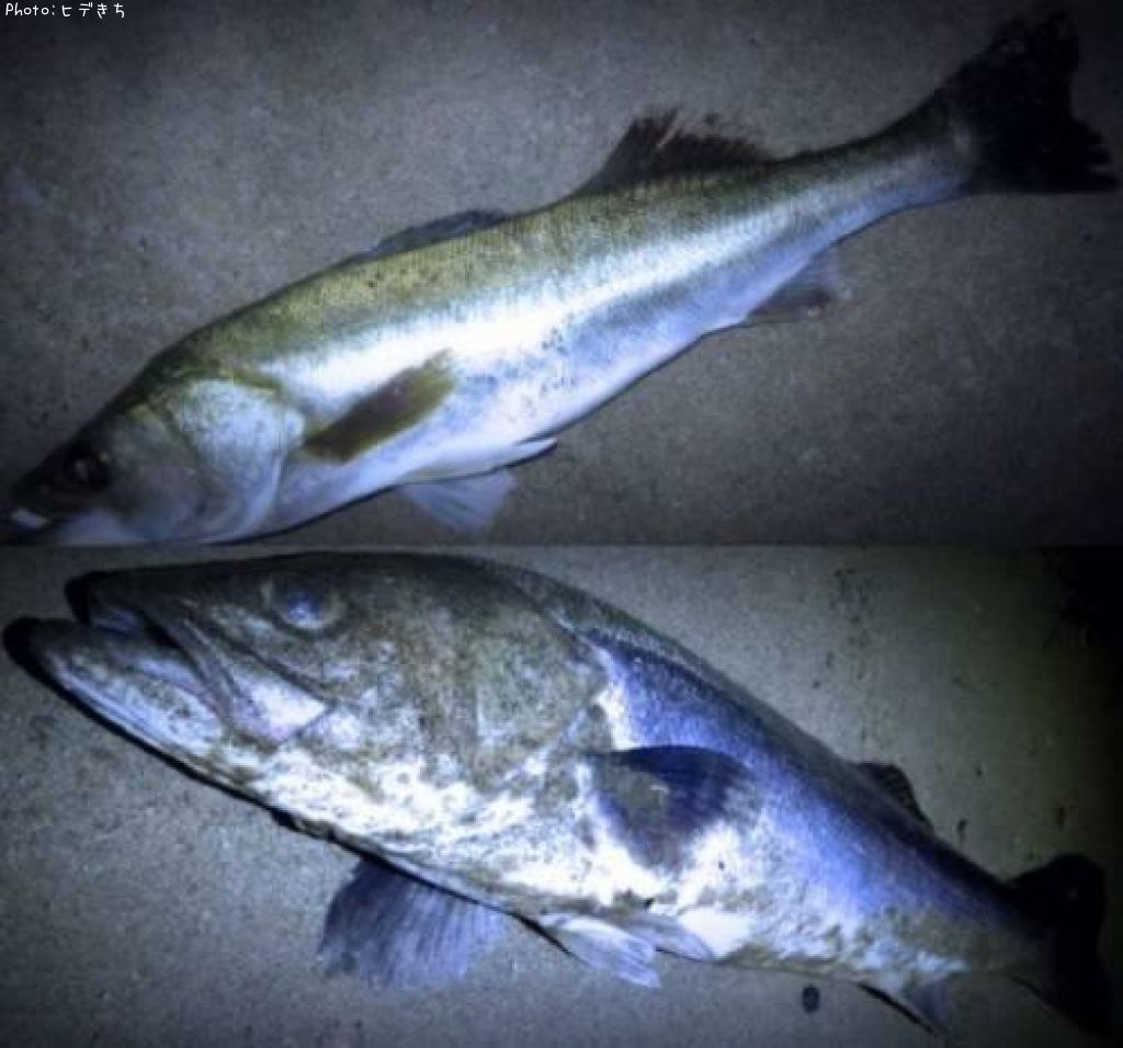 �����Х�