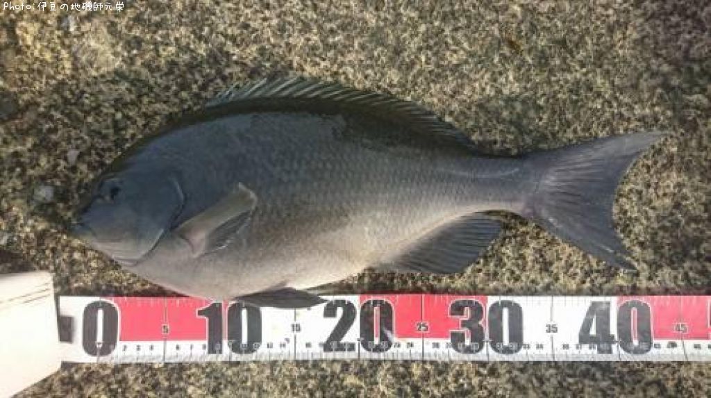 �����᥸��