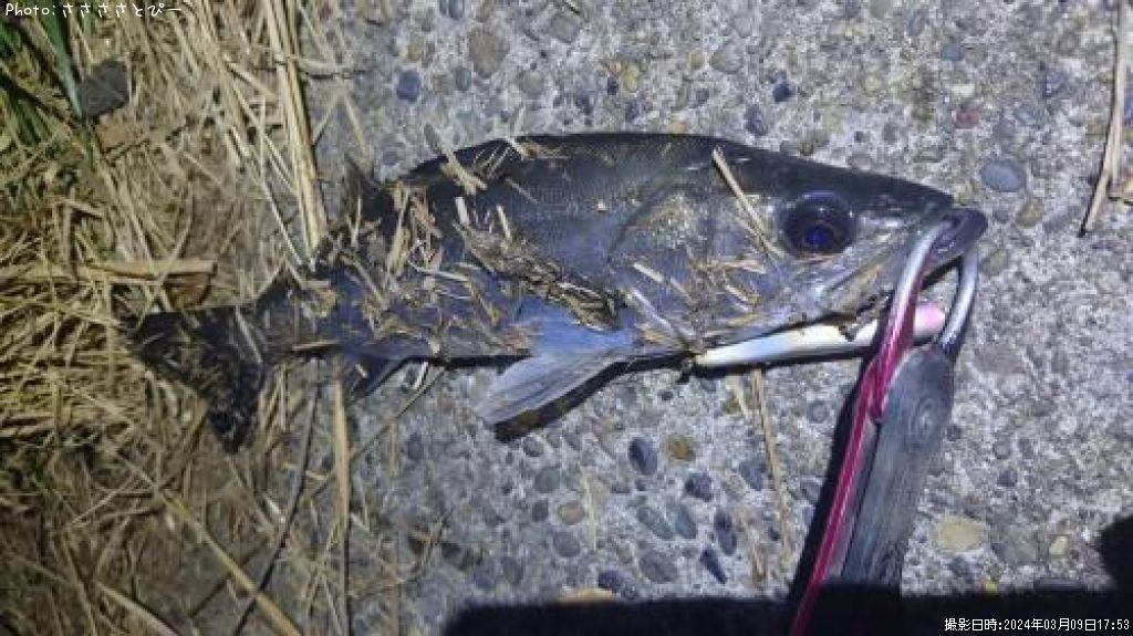 �����Х�