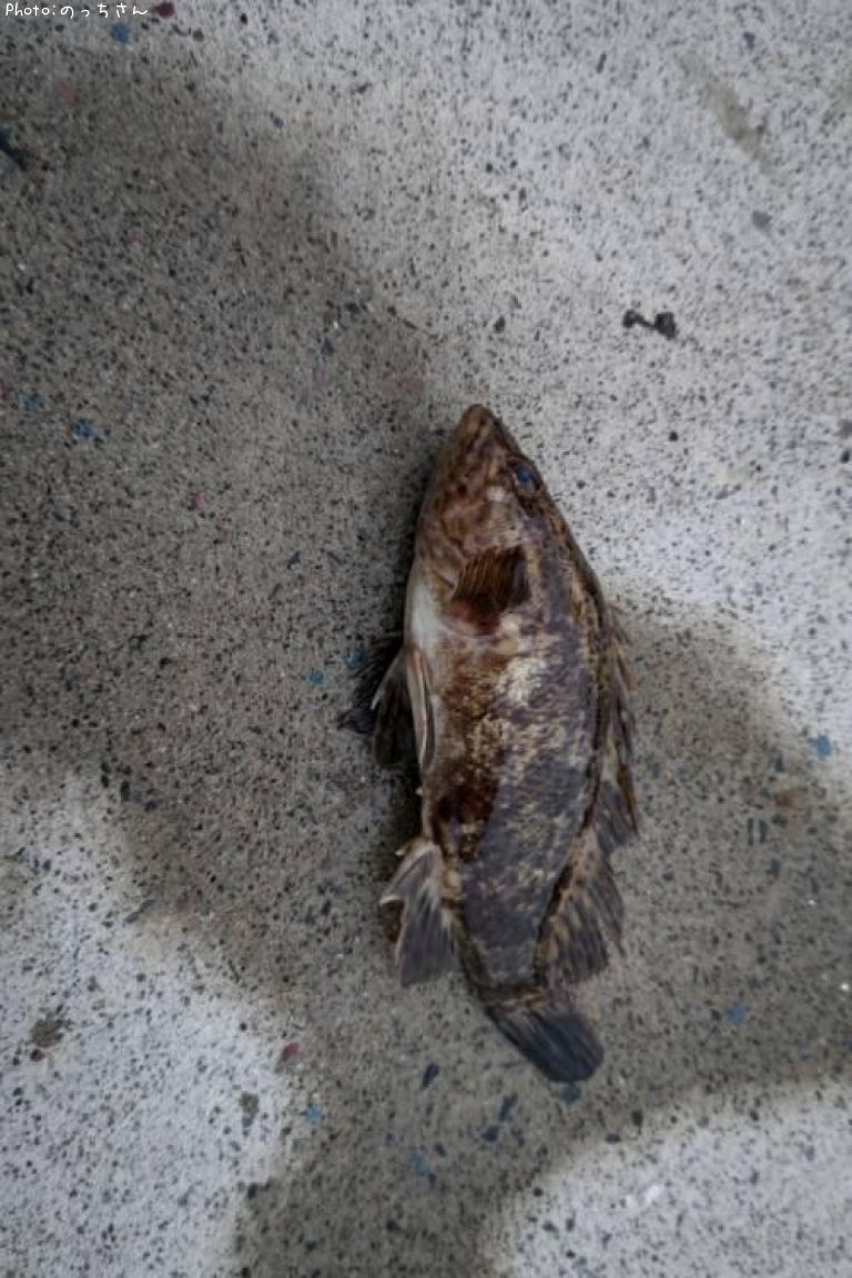 �٥å�������