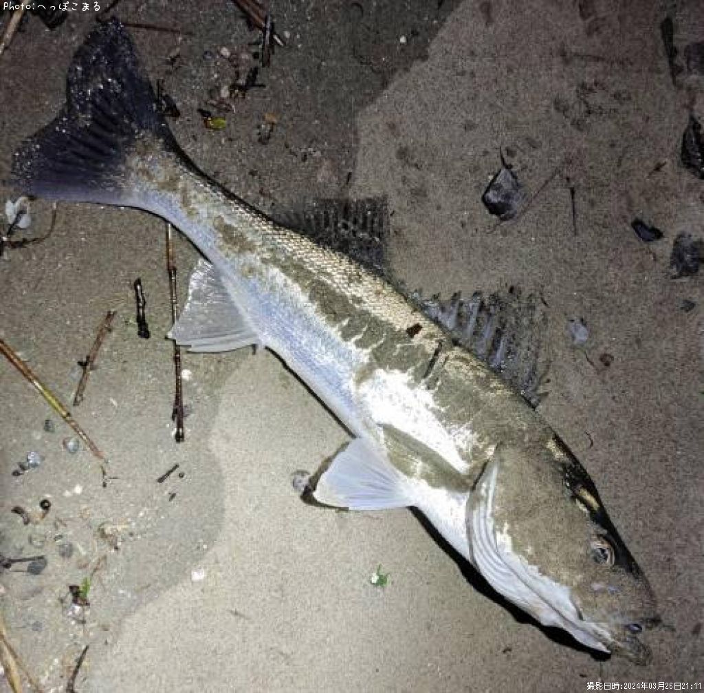 �����Х�