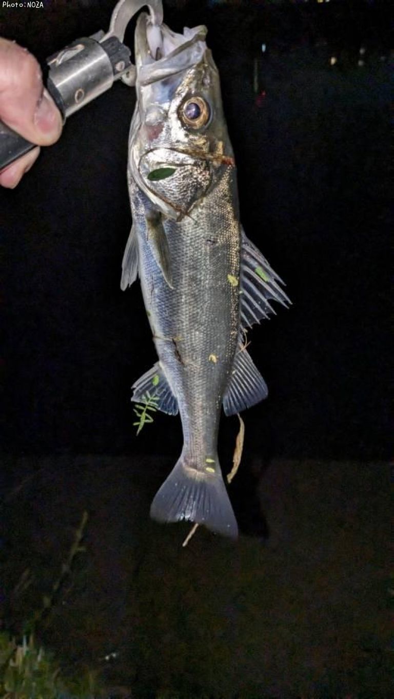 �����Х�