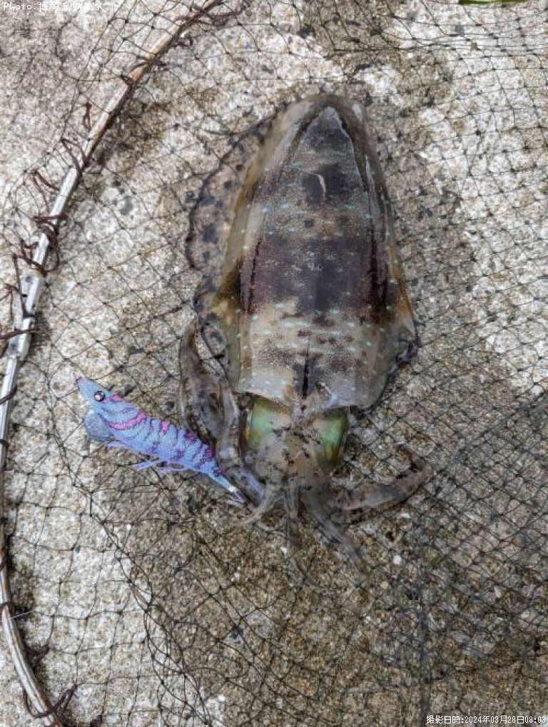 �����ꥤ��