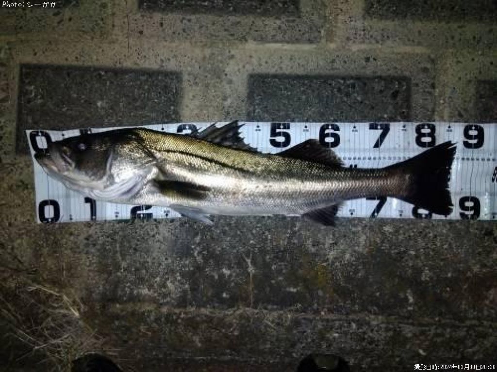 �����Х�