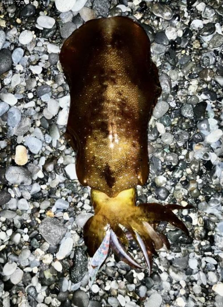 �����ꥤ��