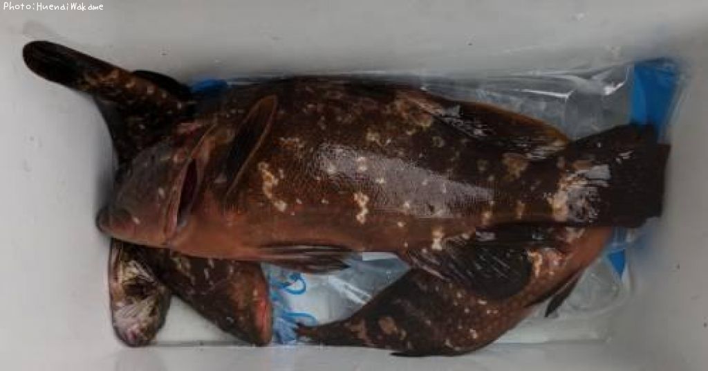 �����ϥ�