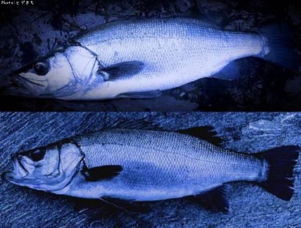 �ҥ饹����