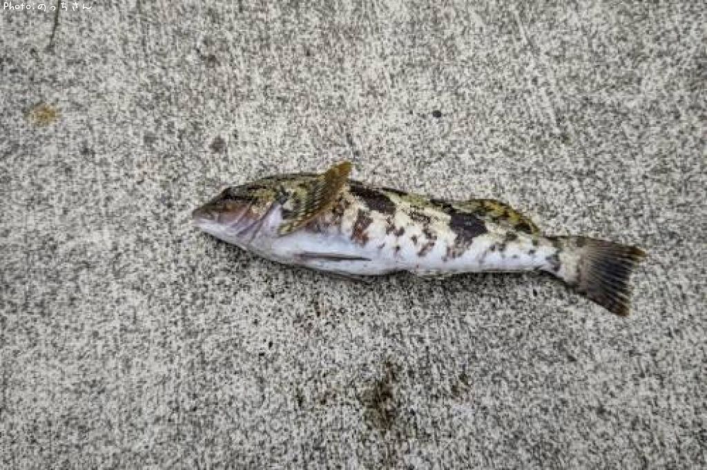 �����ʥ�