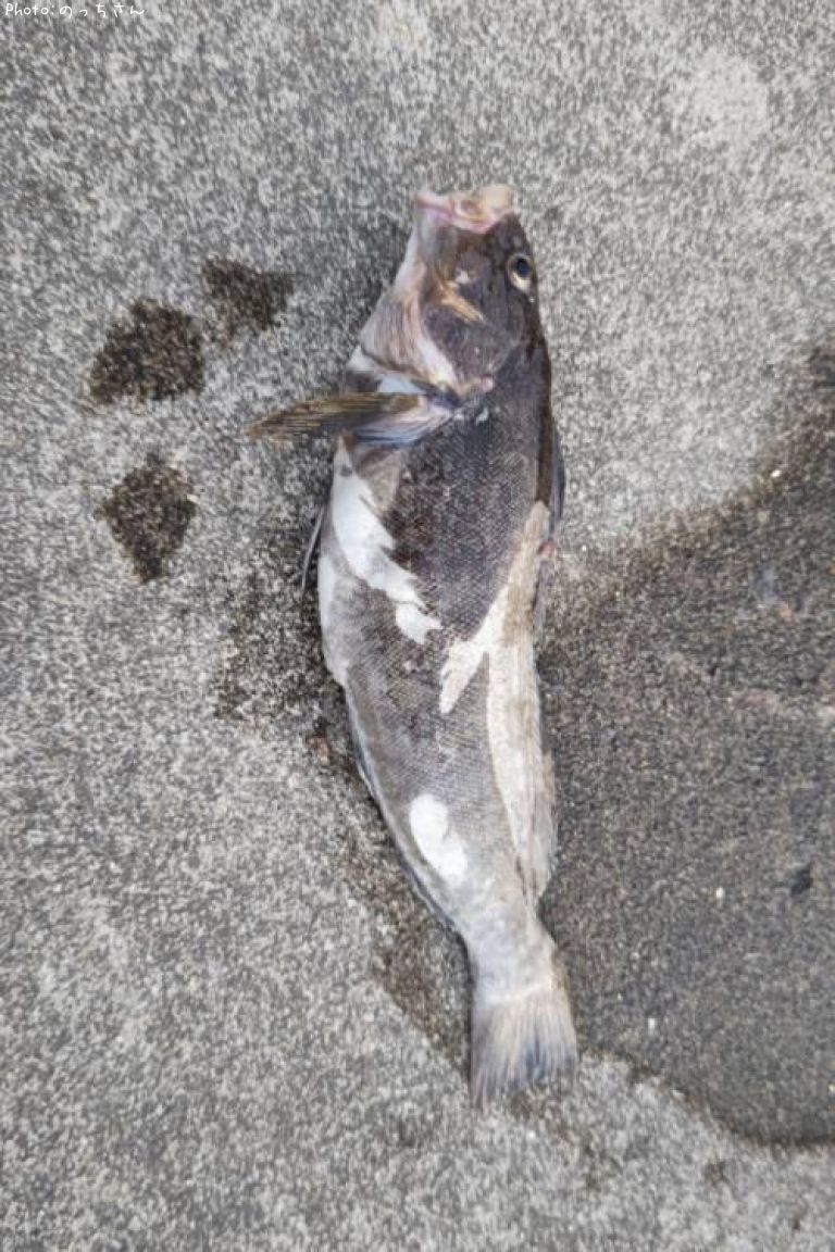 �����ʥ�