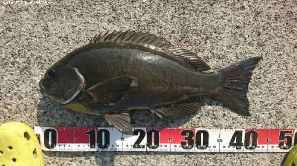 �����᥸��