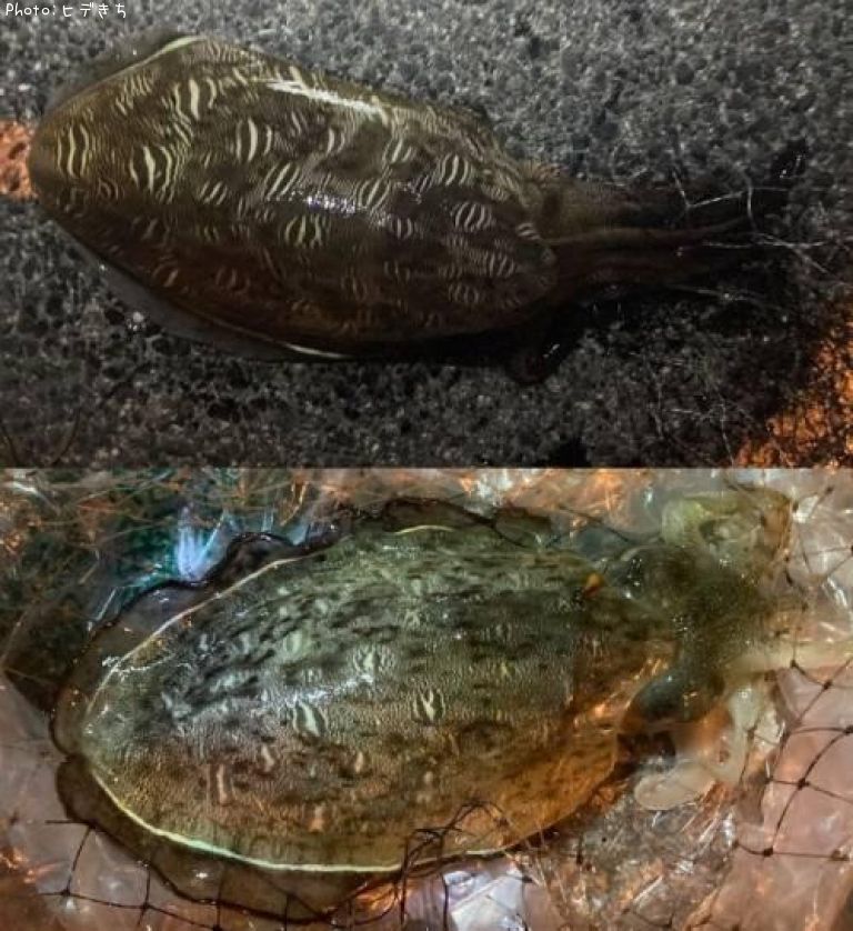 ��󥴥�����