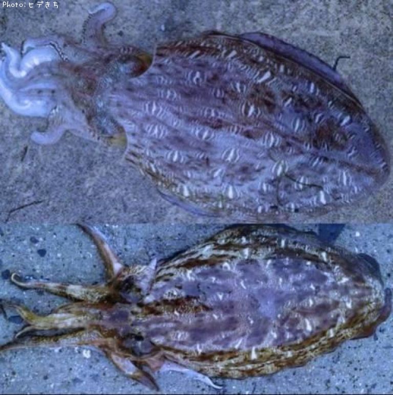 ��󥴥�����