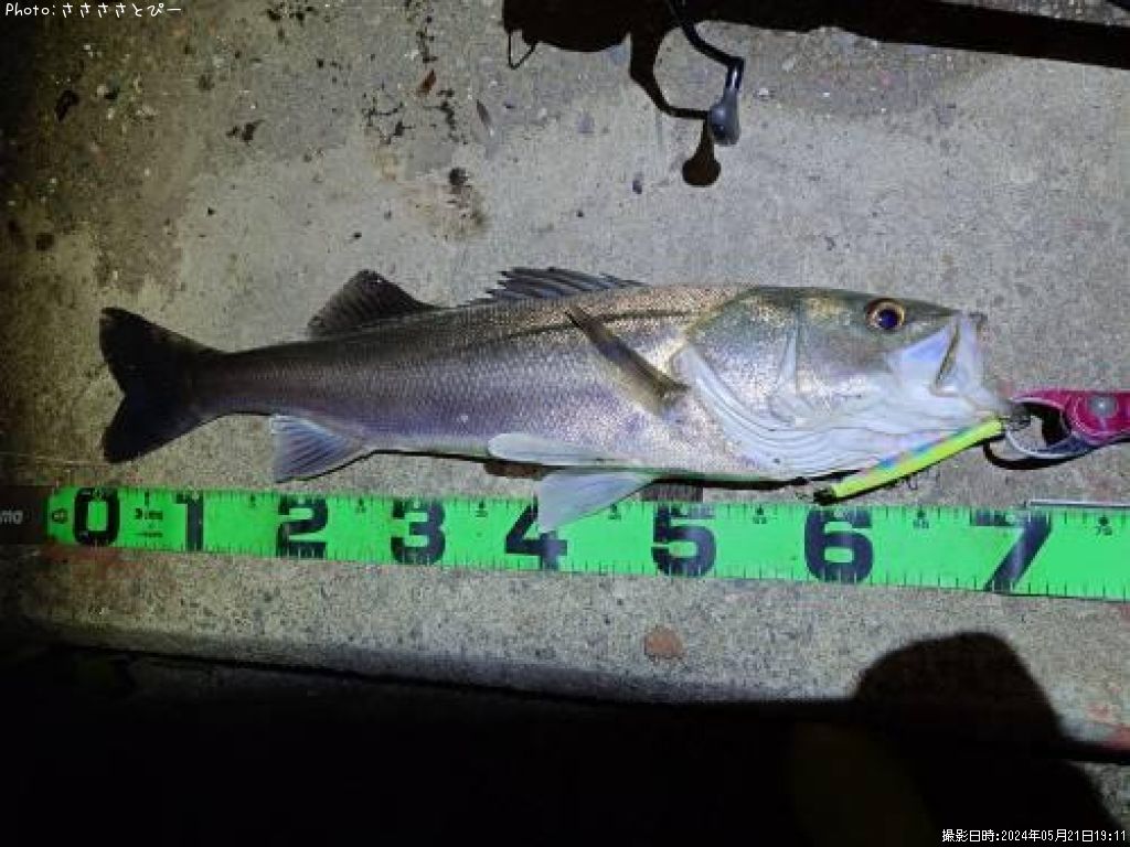 �����Х�����������