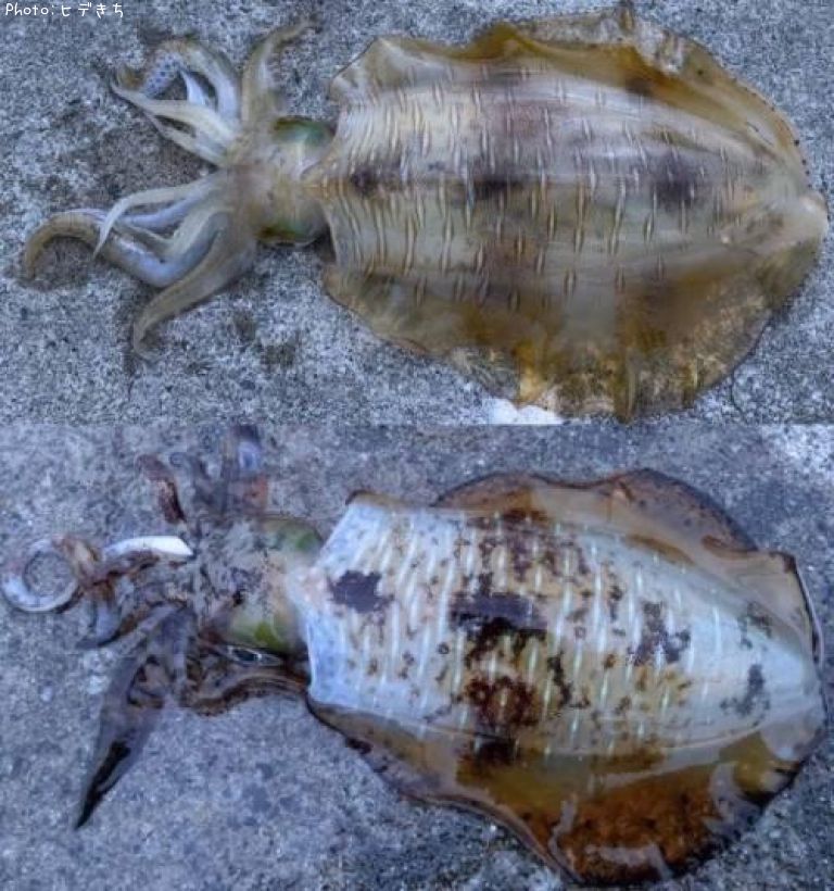 �����ꥤ��