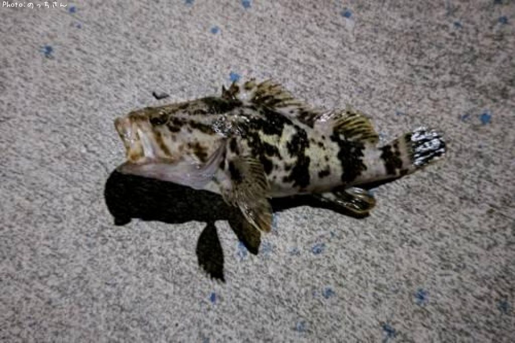 �٥å�������