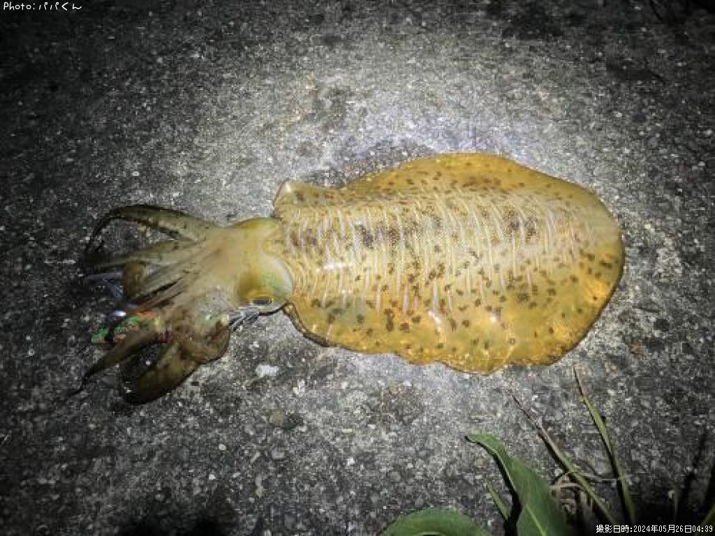 �����ꥤ��