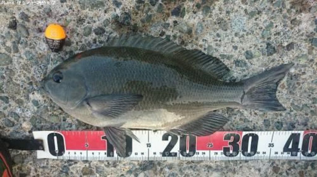 �����᥸��