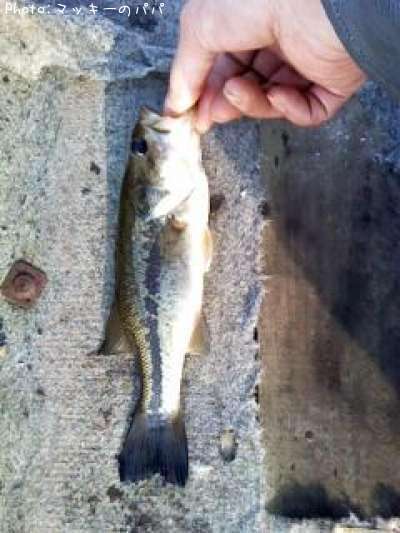 �֥�å��Х�