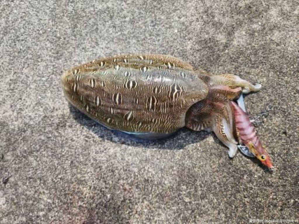 ��󥴥�����