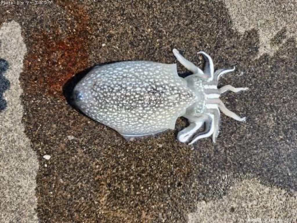 ����䥱����