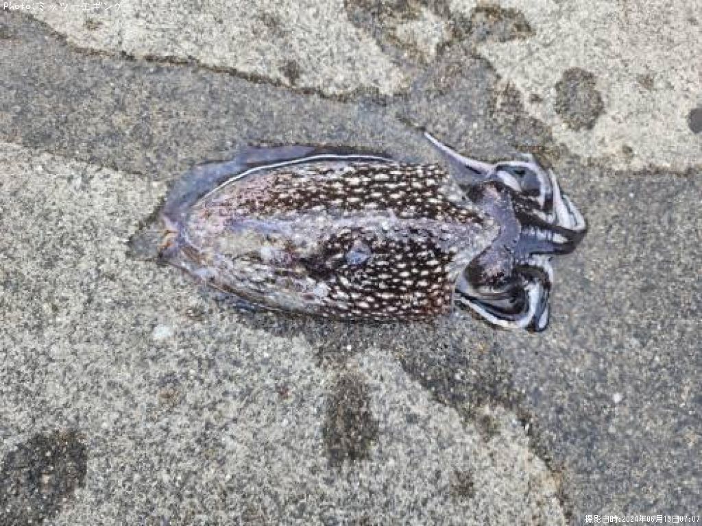 ����䥱����