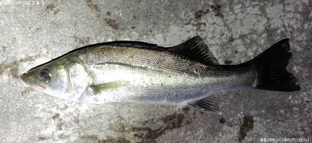 �����Х�