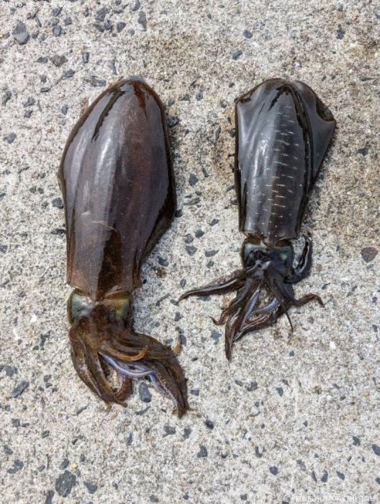 �����ꥤ��