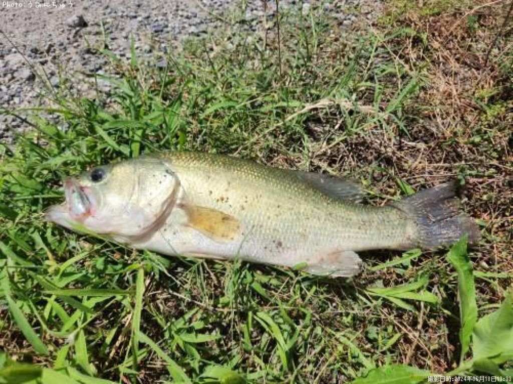 �֥�å��Х�