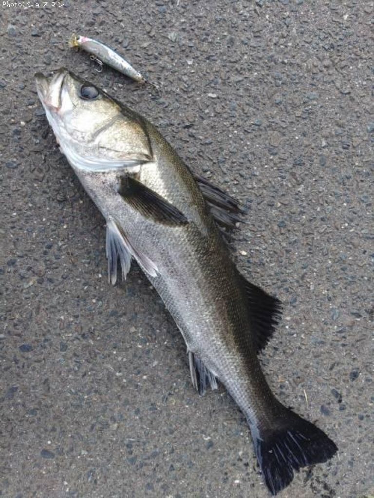 �����Х�