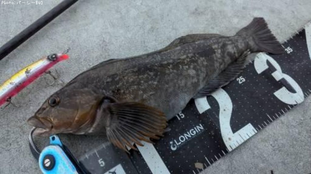 �����ʥ�