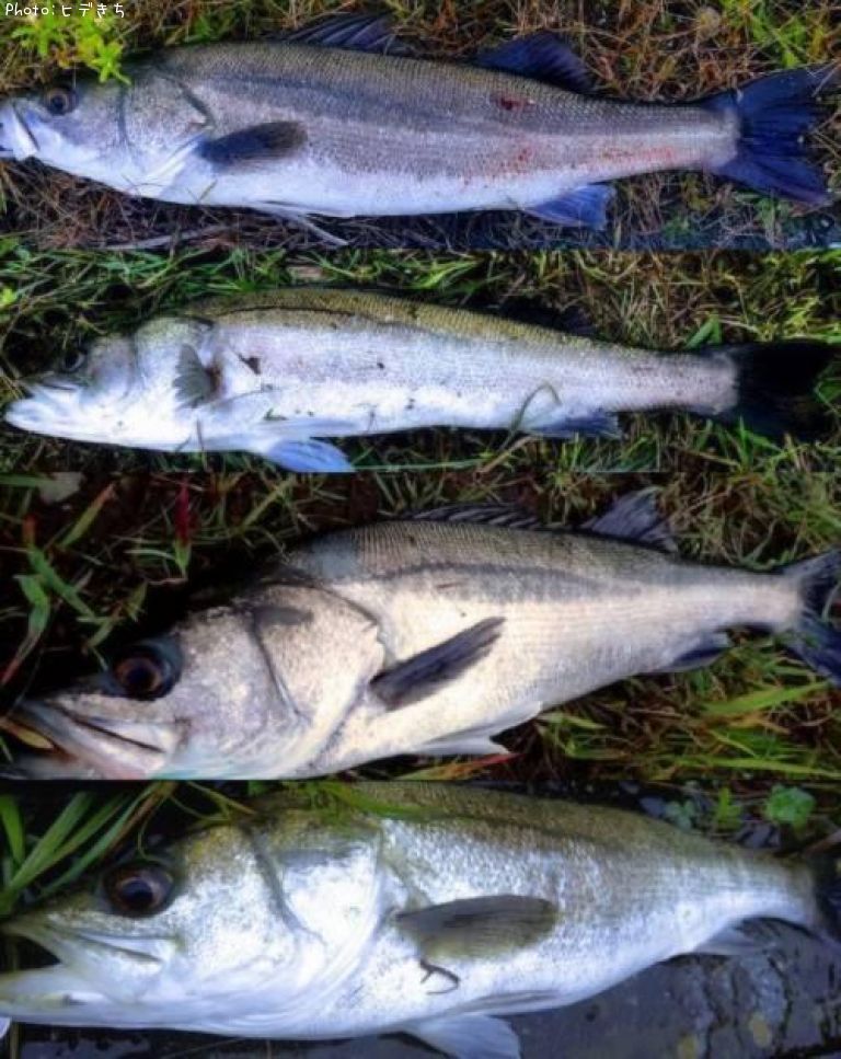 �����Х�