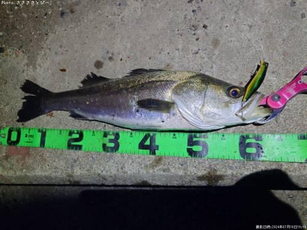 �����Х�����������