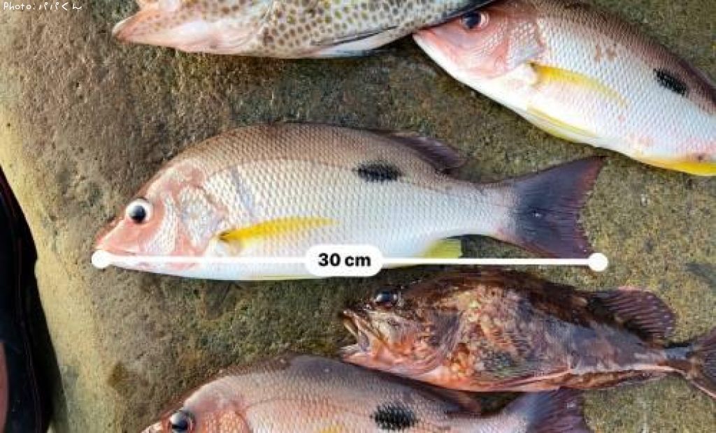 �����ۥ��ե�����