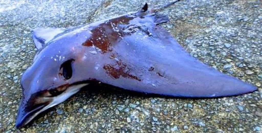 �ʥ�ȥӥ���