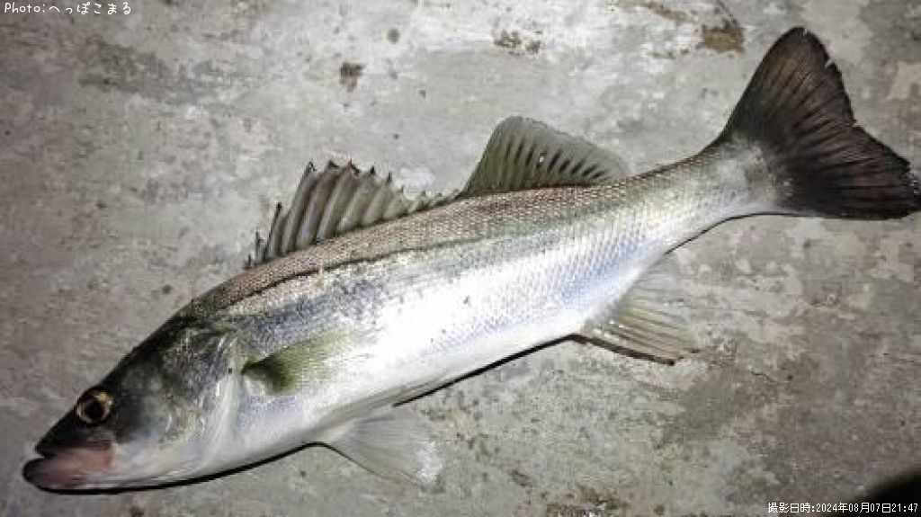 �����Х�