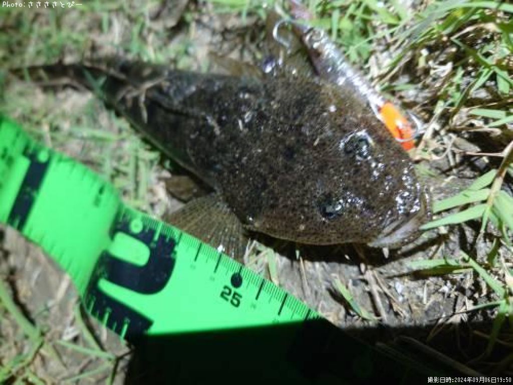 �ޥ��������ʤ�