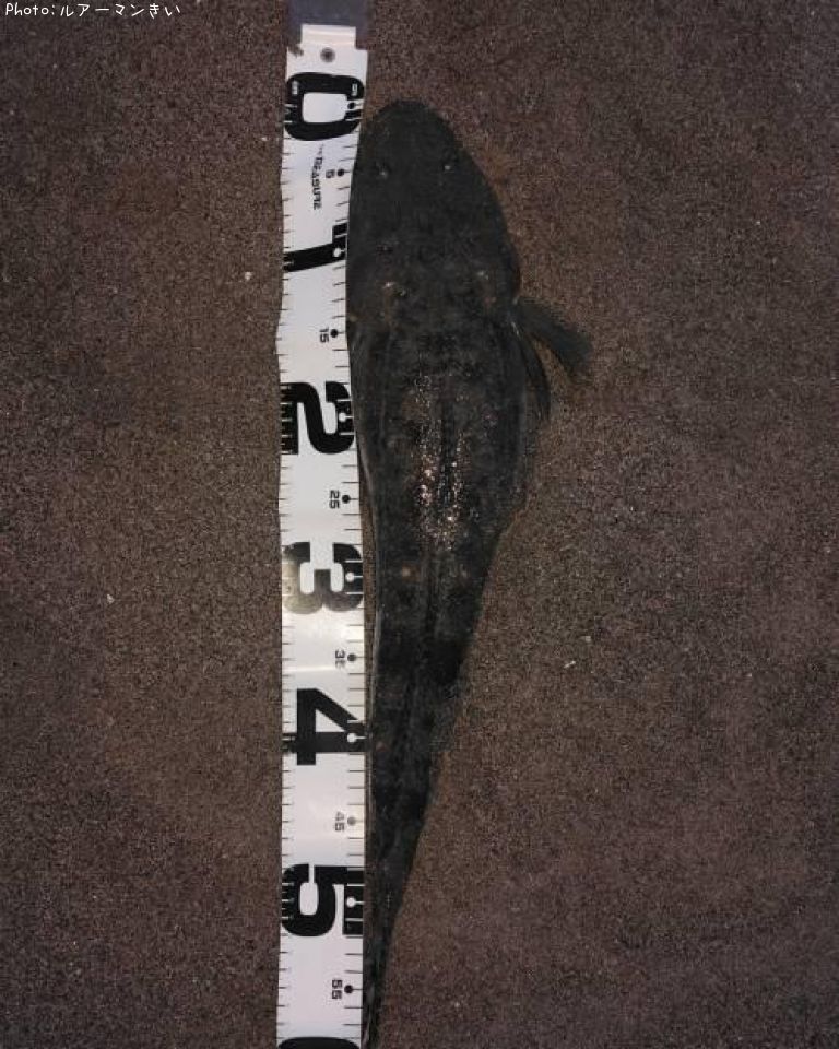 �ʵ�˥ޡ�����