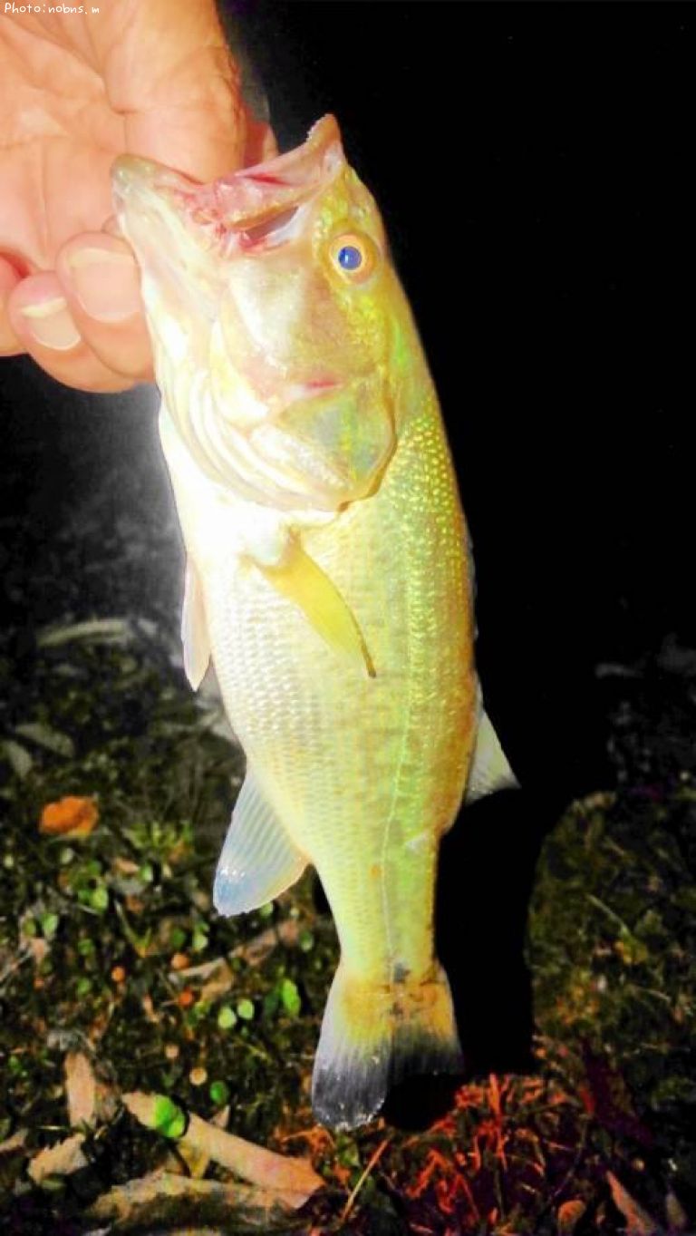 �֥�å��Х�