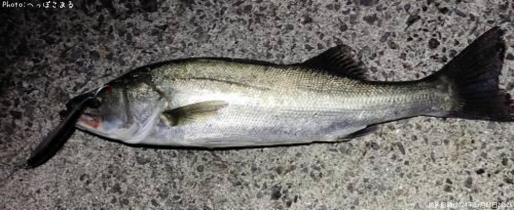 �����Х�