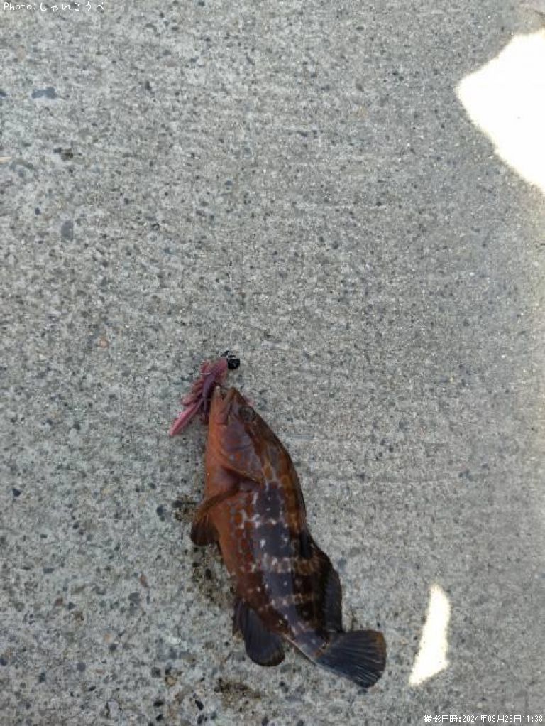 �����ϥ�