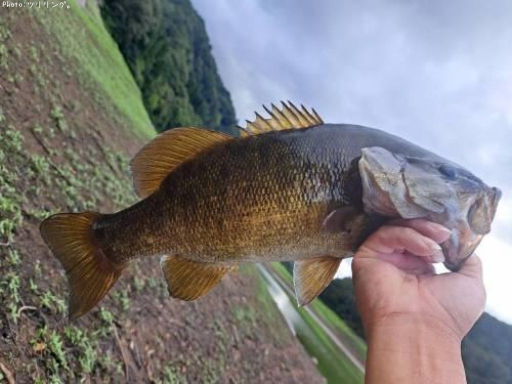 ���⡼��ޥ����Х�