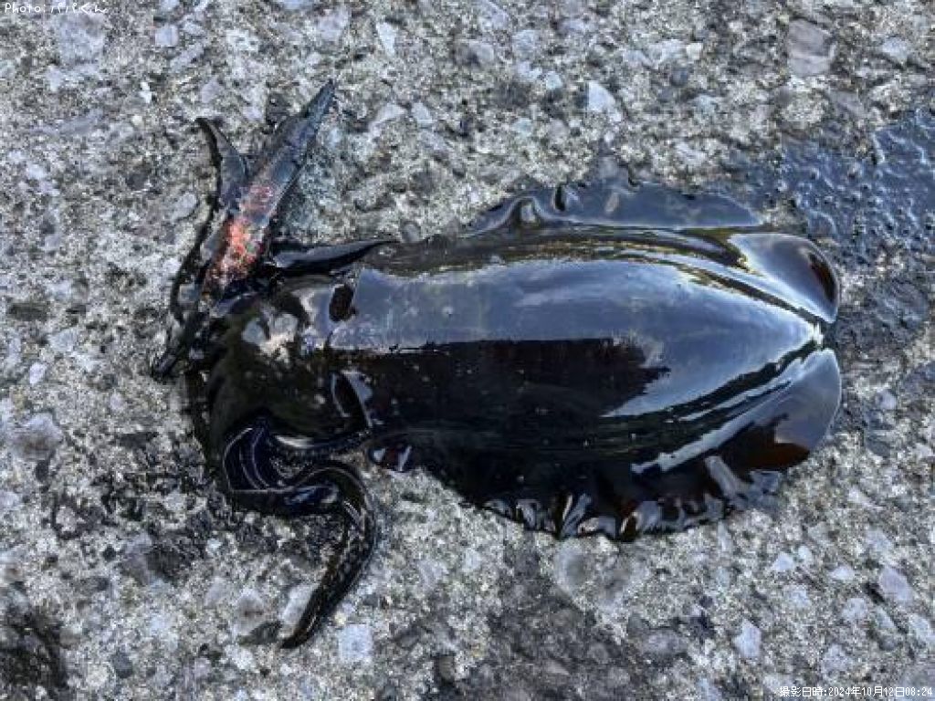 �����ꥤ��