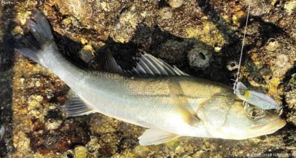 �����Х�