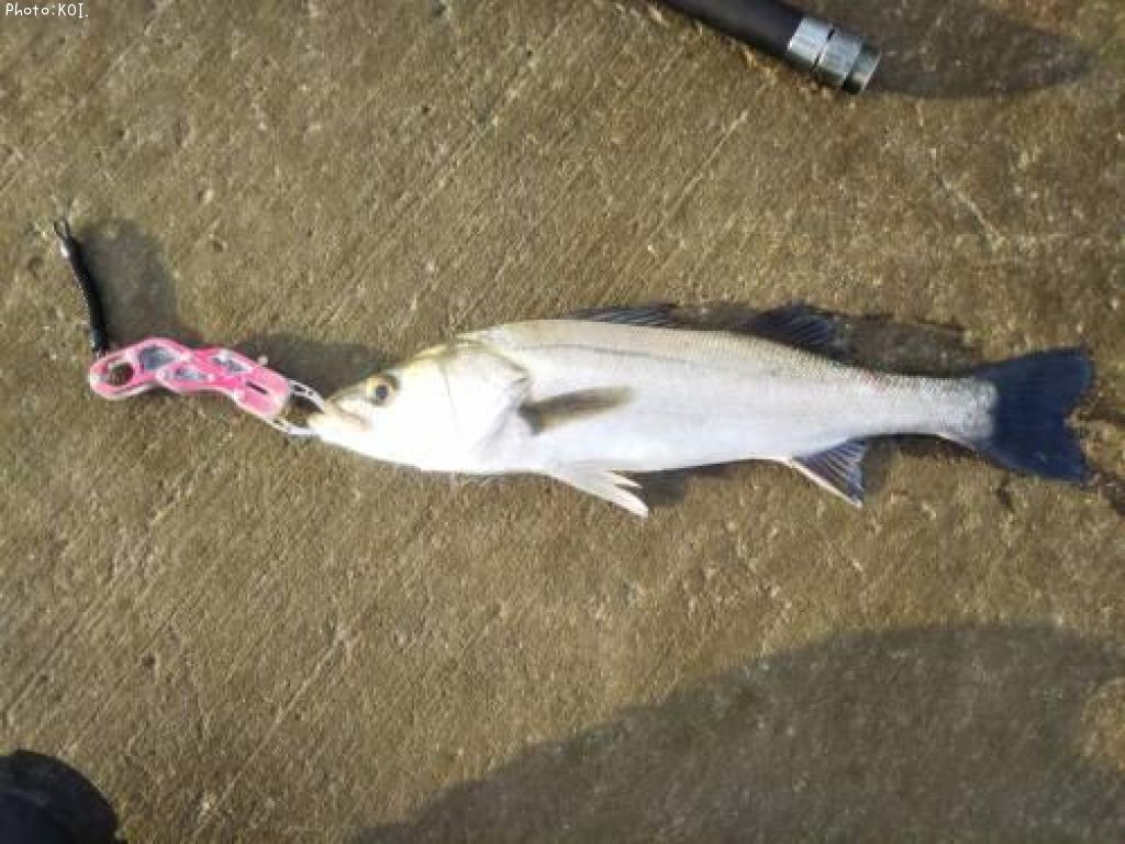 �����Х�