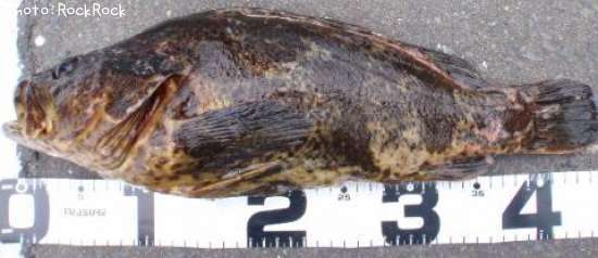 �٥å�������