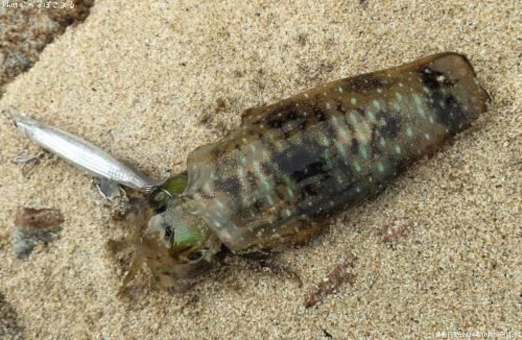 �����ꥤ��