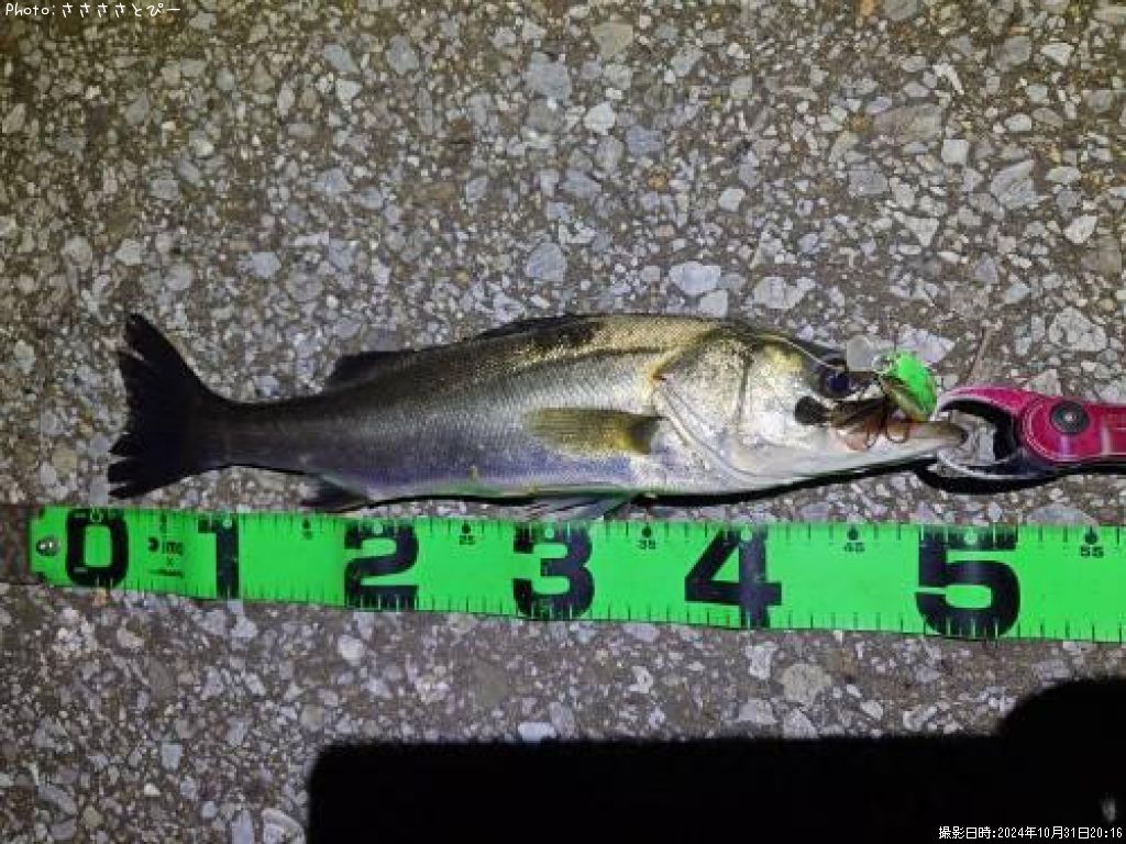 �����Х�