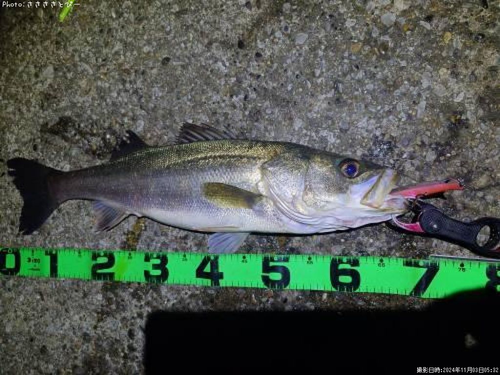 ������������Х�������������